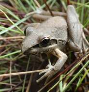 Litoria latopalmata Günther 1867的圖片