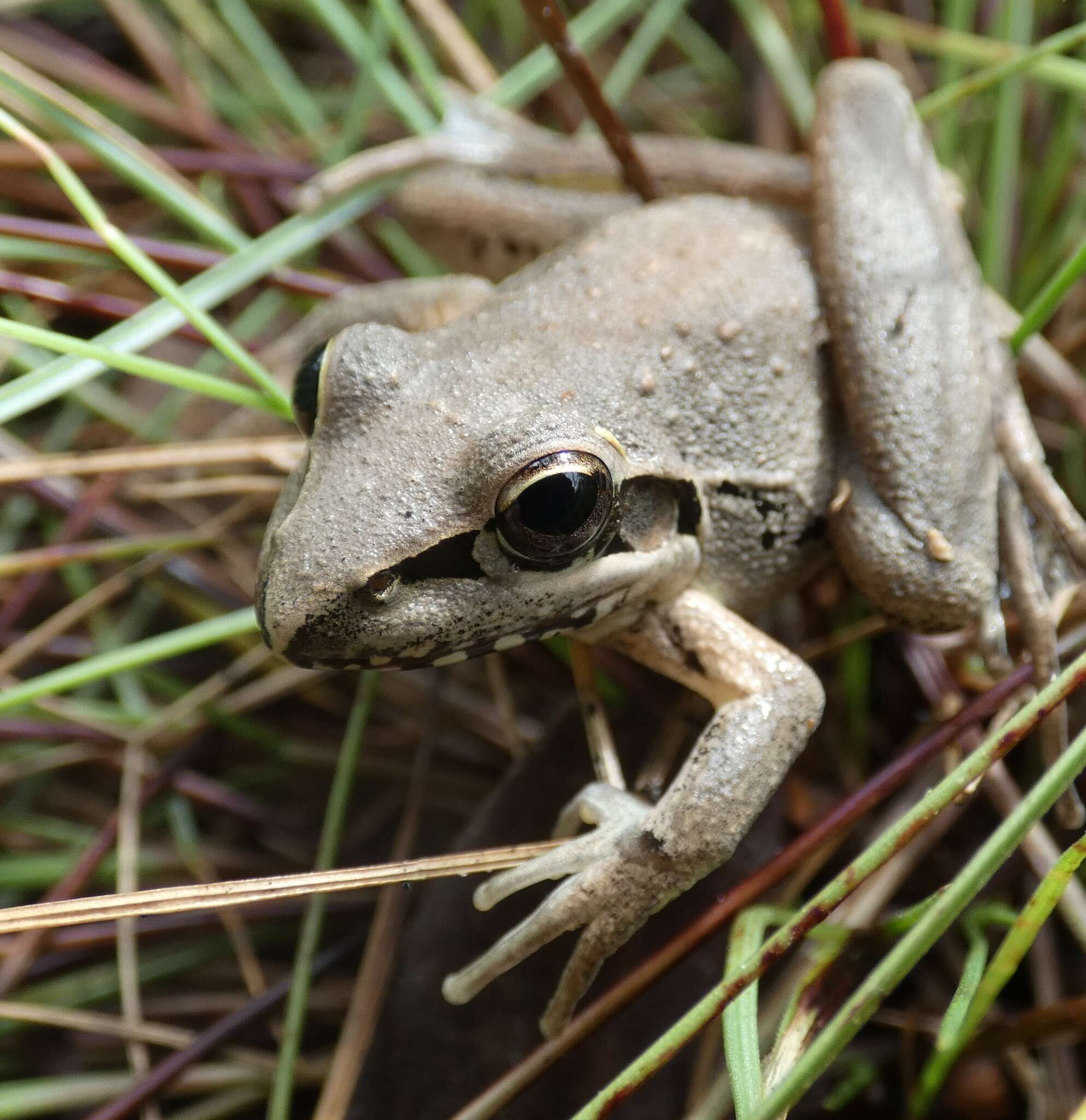 Litoria latopalmata Günther 1867的圖片