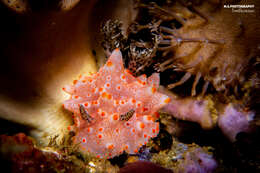 Image of Orange spot white lumpy slug