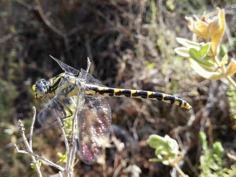 Image of blue-eyed hook-tailed dragonfly