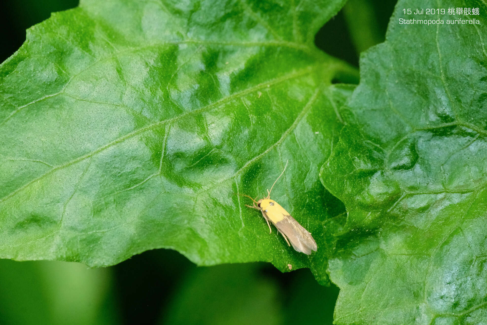 Image of Stathmopoda auriferella Walker 1864