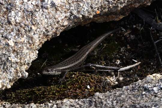 Слика од Egernia napoleonis (Gray 1838)