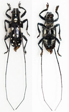 Image of <i>Agnia incasta</i>