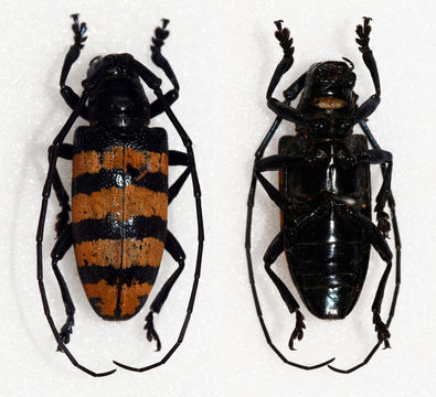Image of <i>Agnia fasciata</i> Pascoe 1859