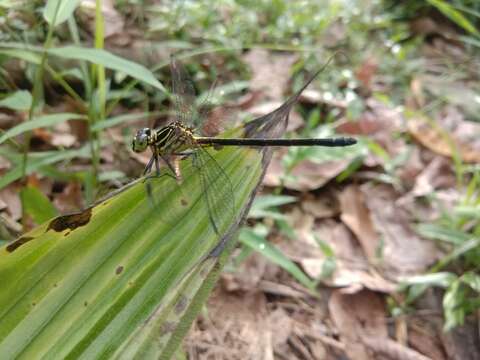 Image of Leptogomphus lansbergei Selys 1878