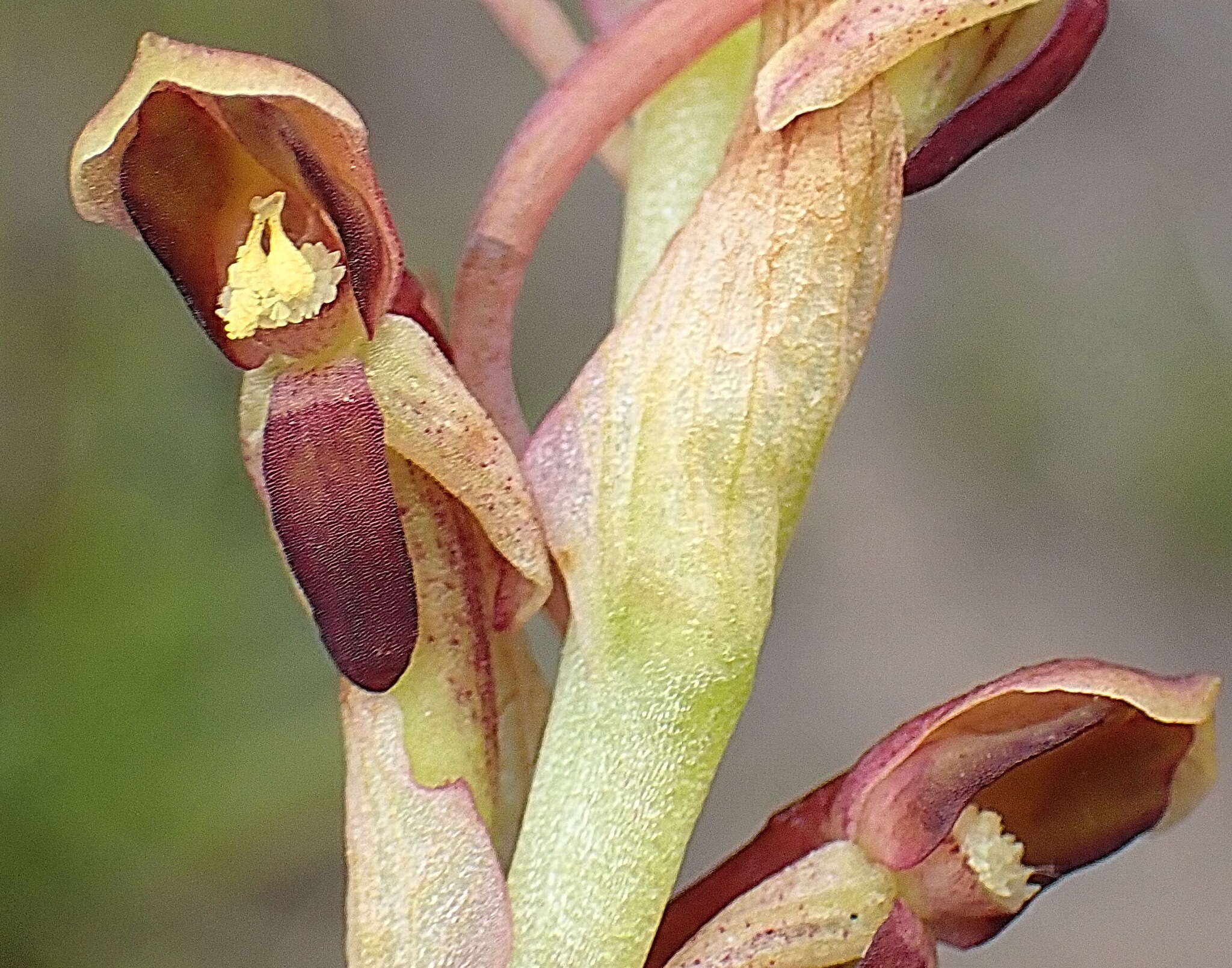 Image of Disa reticulata Bolus