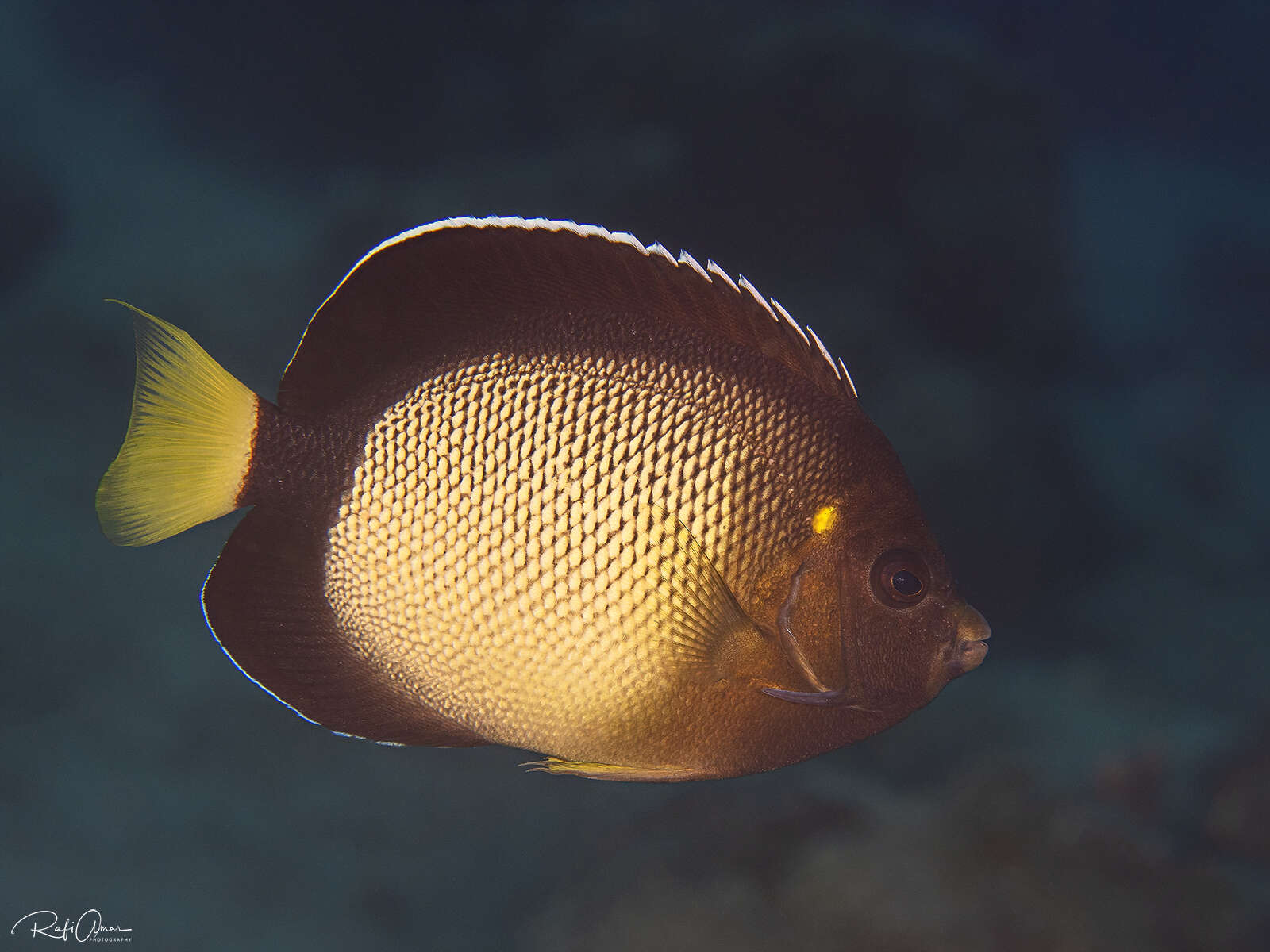 Image of Red Sea Angelfish