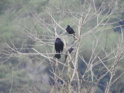 Image of Giant Cowbird