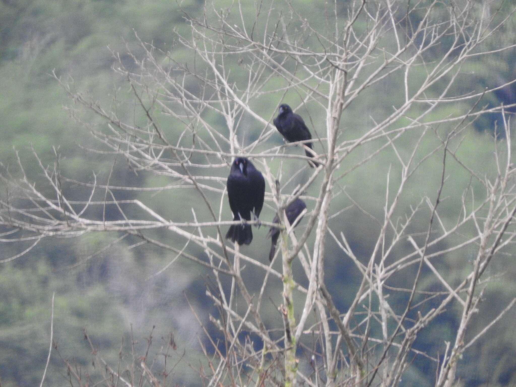 Image of Giant Cowbird