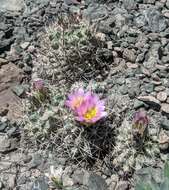 Image of Colorado hookless cactus