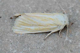 Image of Brighton Wainscot