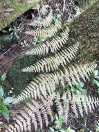 Image de Dryopteris paleolata (Pic. Serm.) Li Bing Zhang