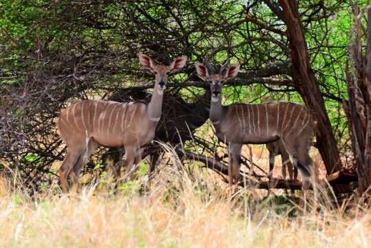 Image of Lesser Kudu