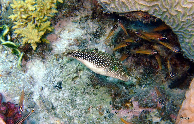 Image of Pufferfish