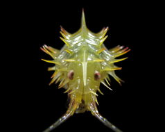 Image of <i>Paramphithoe hystrix</i> (Ross 1835)