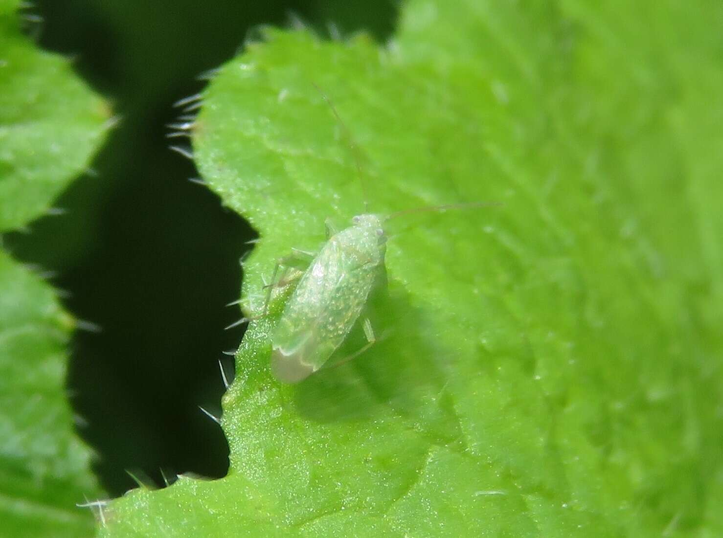 Image of Orthotylus flavosparsus (C. Sahlberg 1841)