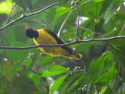 Image of Western Black-headed Oriole