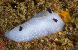 Image of Cadlina limbaughorum Lance 1962