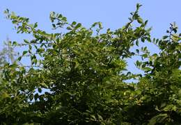 Image of Bridelia montana (Roxb.) Willd.