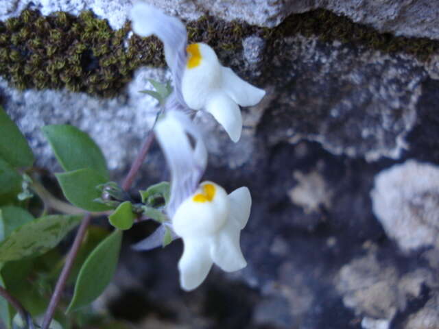 Image of Linaria reflexa (L.) Desf.