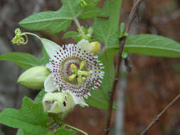 Слика од Passiflora exsudans Zucc.