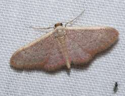 صورة Idaea costaria Walker 1863