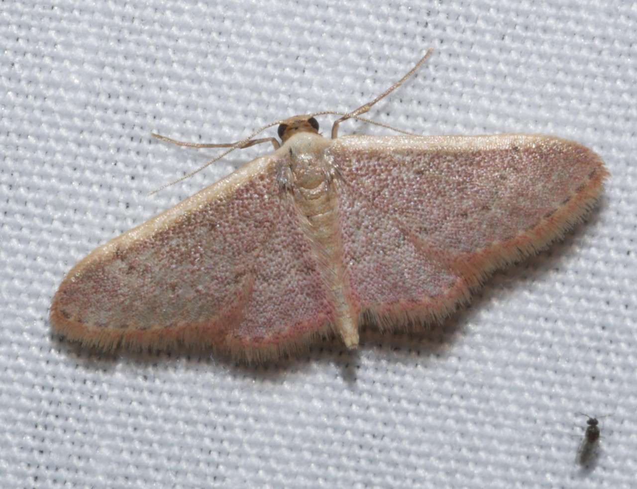 Image of Idaea costaria Walker 1863