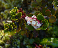 Image of Gaultheria colensoi Hook. fil.