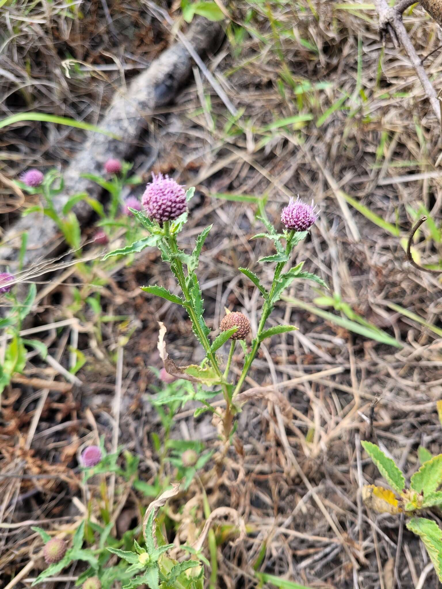 Plancia ëd Sphaeranthus peduncularis DC.