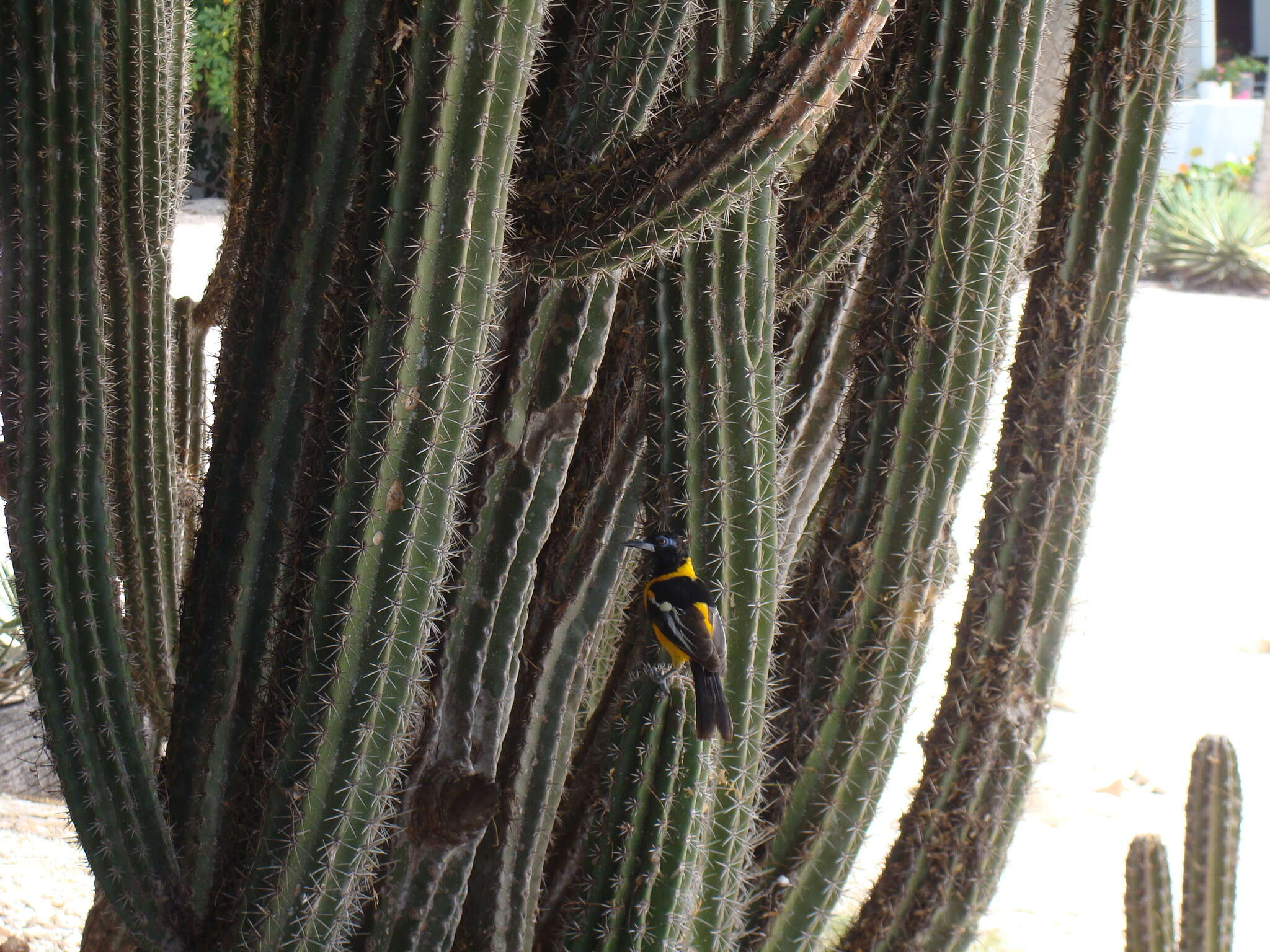 Image of Venezuelan Troupial