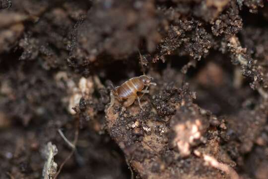 صورة Myrmecophilus (Myrmecophilus) myrmecophilus (Savi 1819)