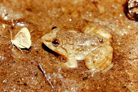 Limnonectes taylori Matsui, Panha, Khonsue & Kuraishi 2010的圖片