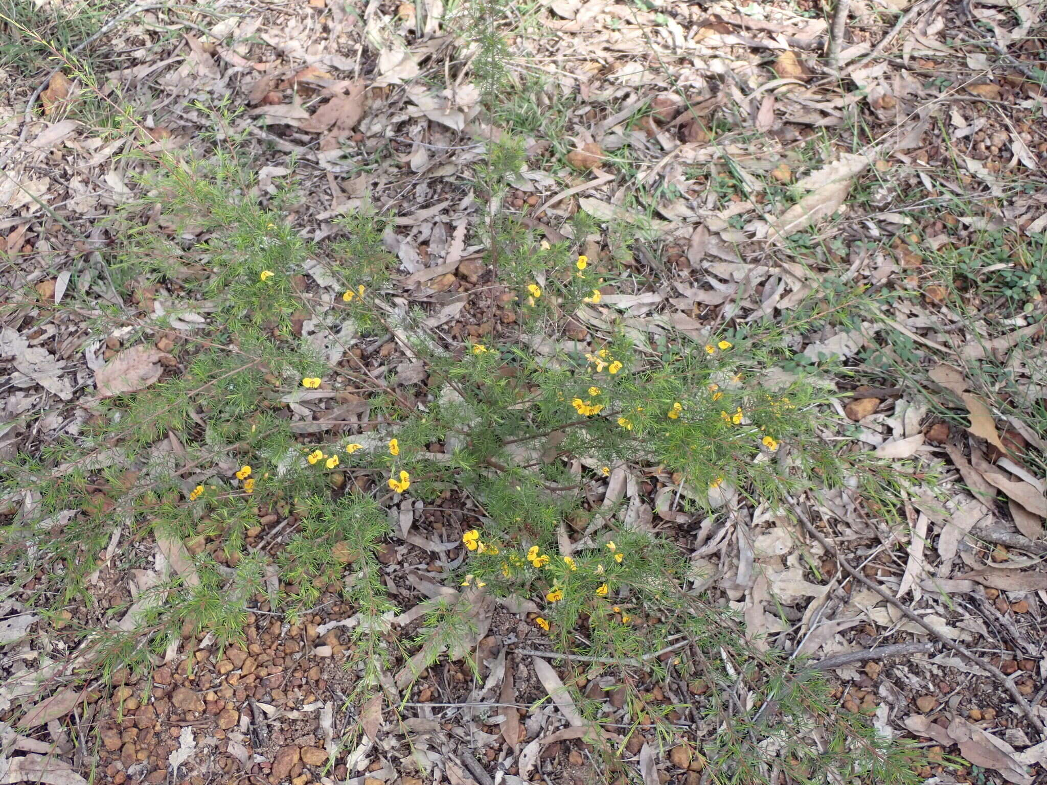 Image of Dillwynia tenuifolia DC.