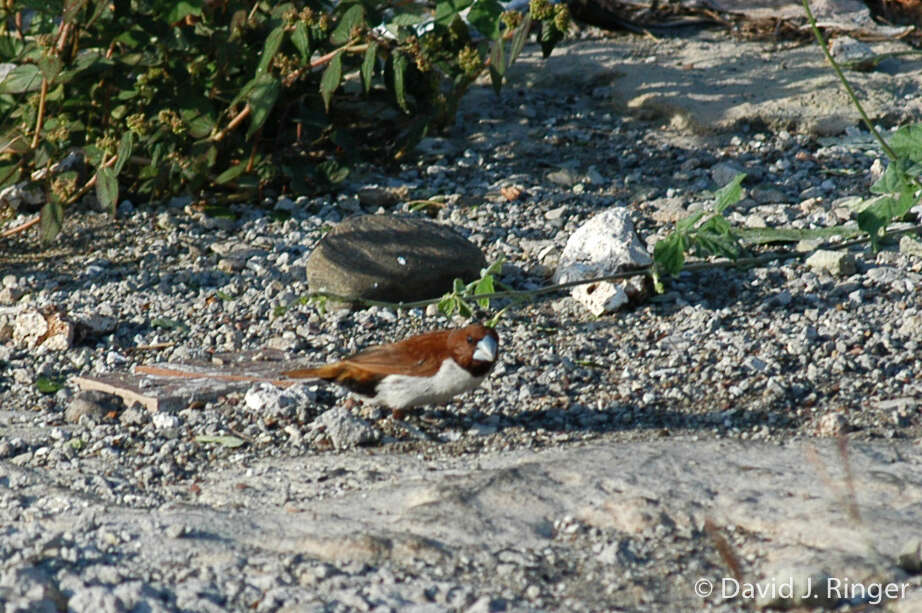 Image of Five-colored Munia