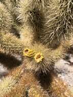 صورة Cylindropuntia bigelovii var. bigelovii