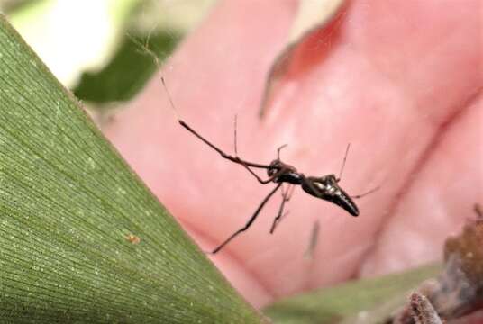 صورة Argyrodes alannae Grostal 1999