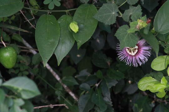 Image of Passiflora serratifolia L.