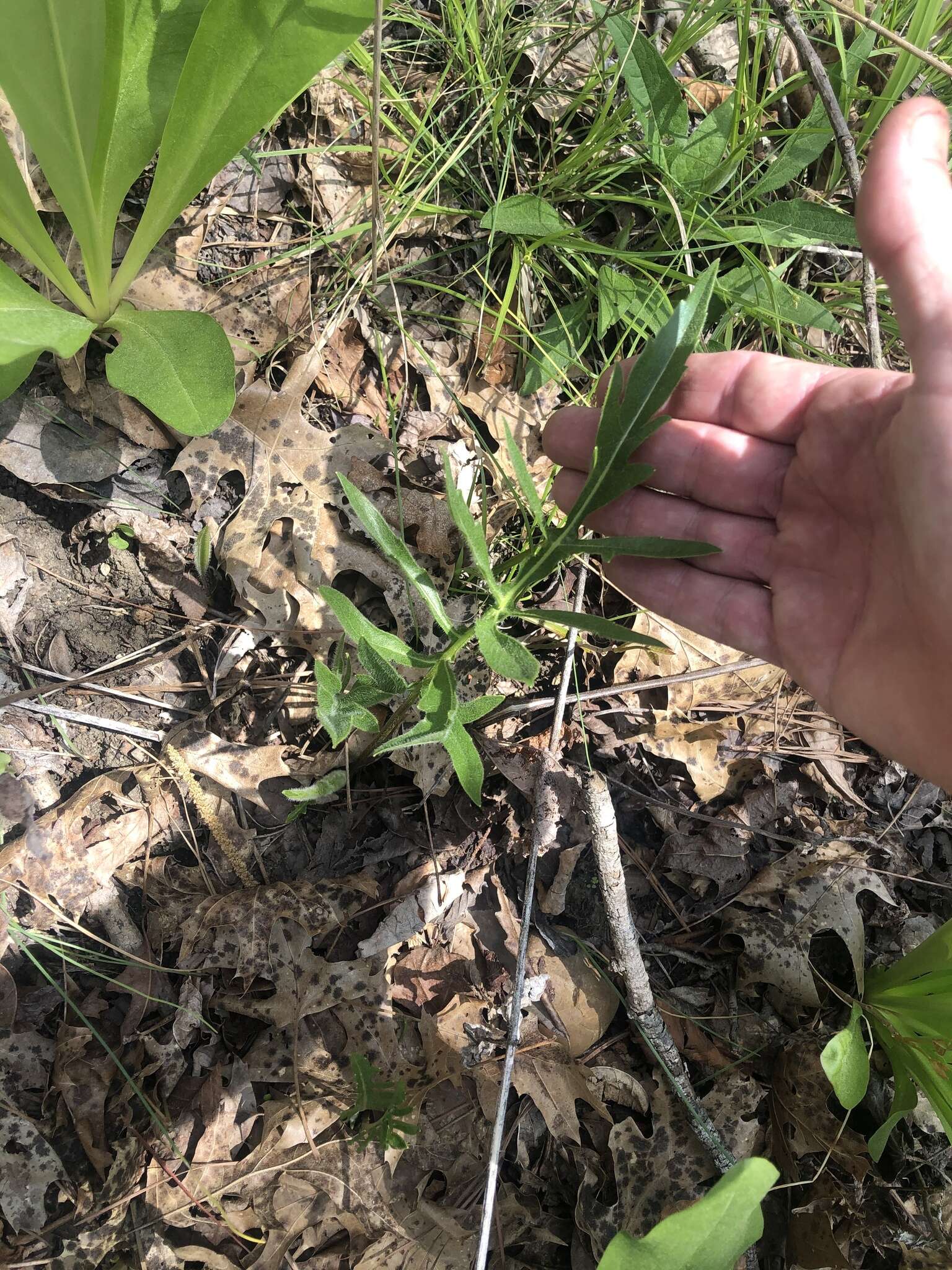 Image de Silphium terebinthinaceum var. pinnatifidum (Ell.) A. Gray