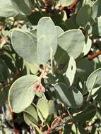 Imagem de Arctostaphylos glandulosa subsp. gabrielensis (P. V. Wells) J. E. Keeley, M. C. Vasey & V. T. Parker