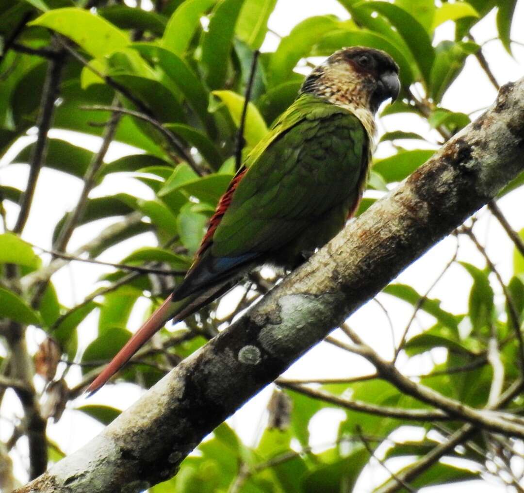 Image of Pyrrhura amazonum snethlageae Joseph, Bates & JM 2002