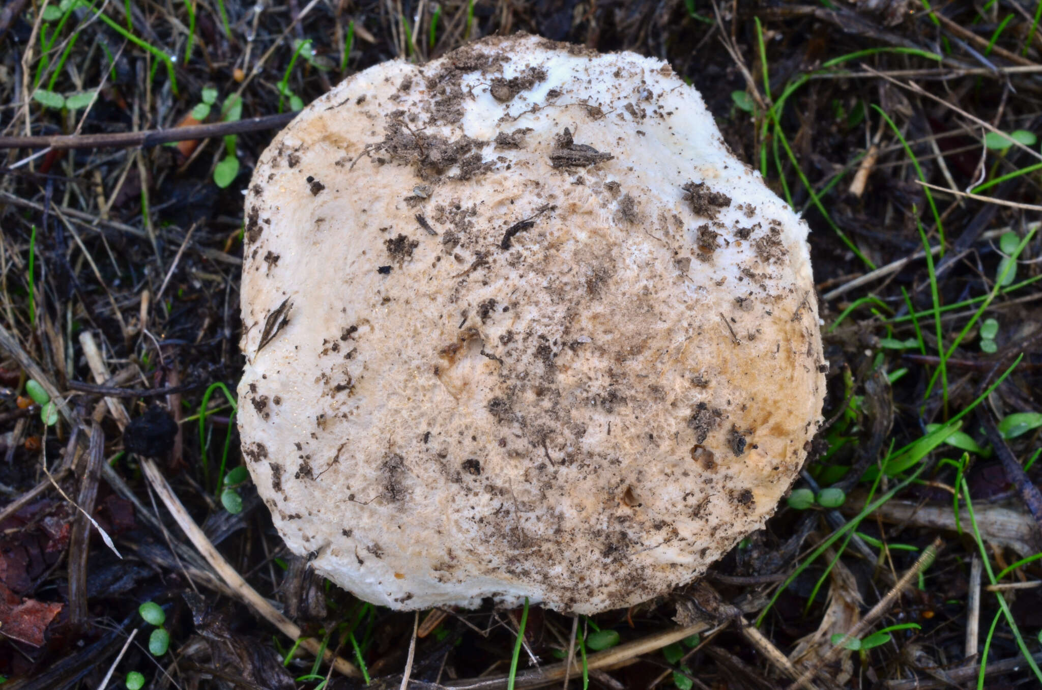 Image of Saproamanita pruittii (A. H. Sm. ex Tulloss, J. Lindgr. & D. Arora) Redhead, Vizzini, Drehmel & Contu 2016