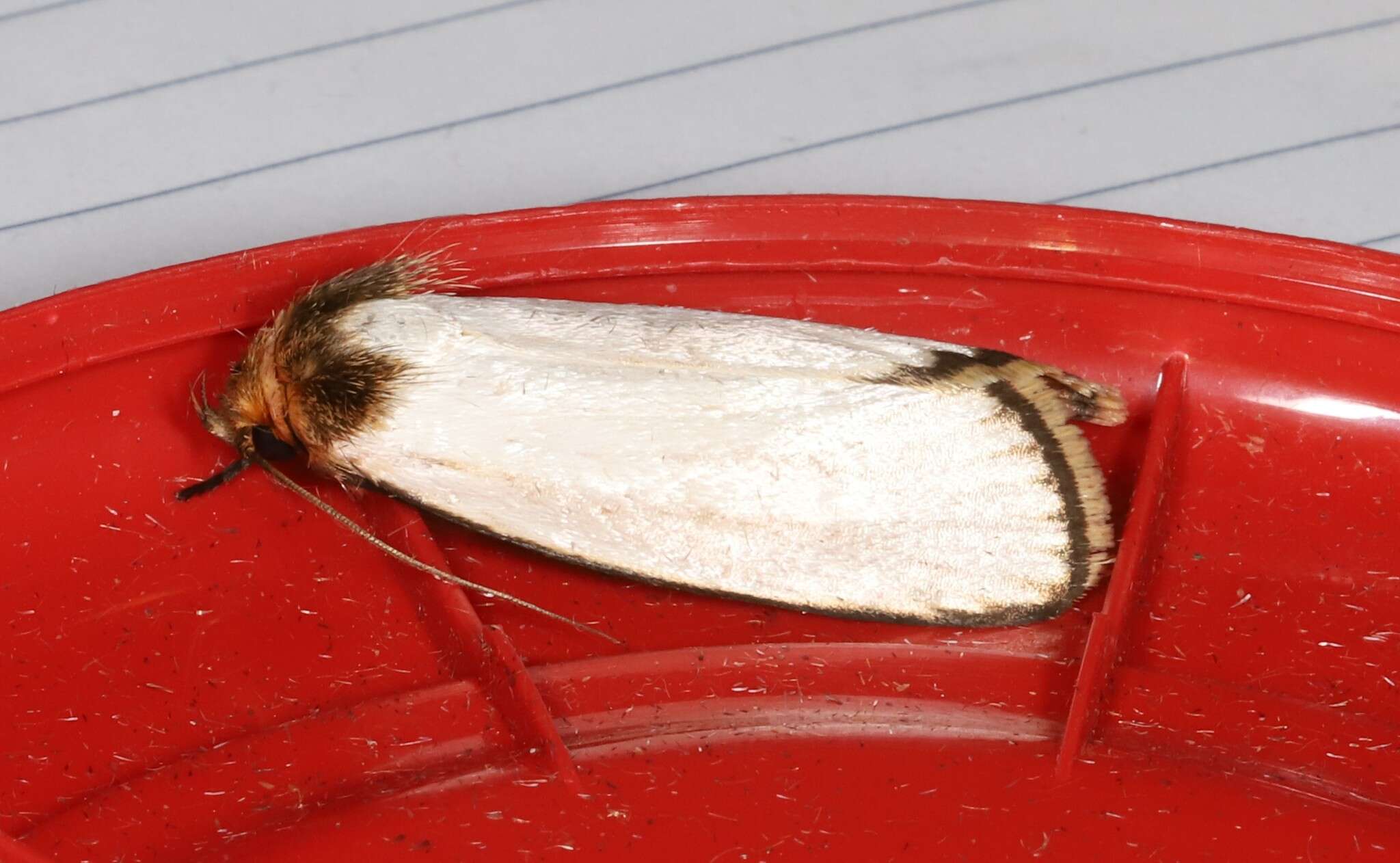 Image of Cryptophasa argyrias