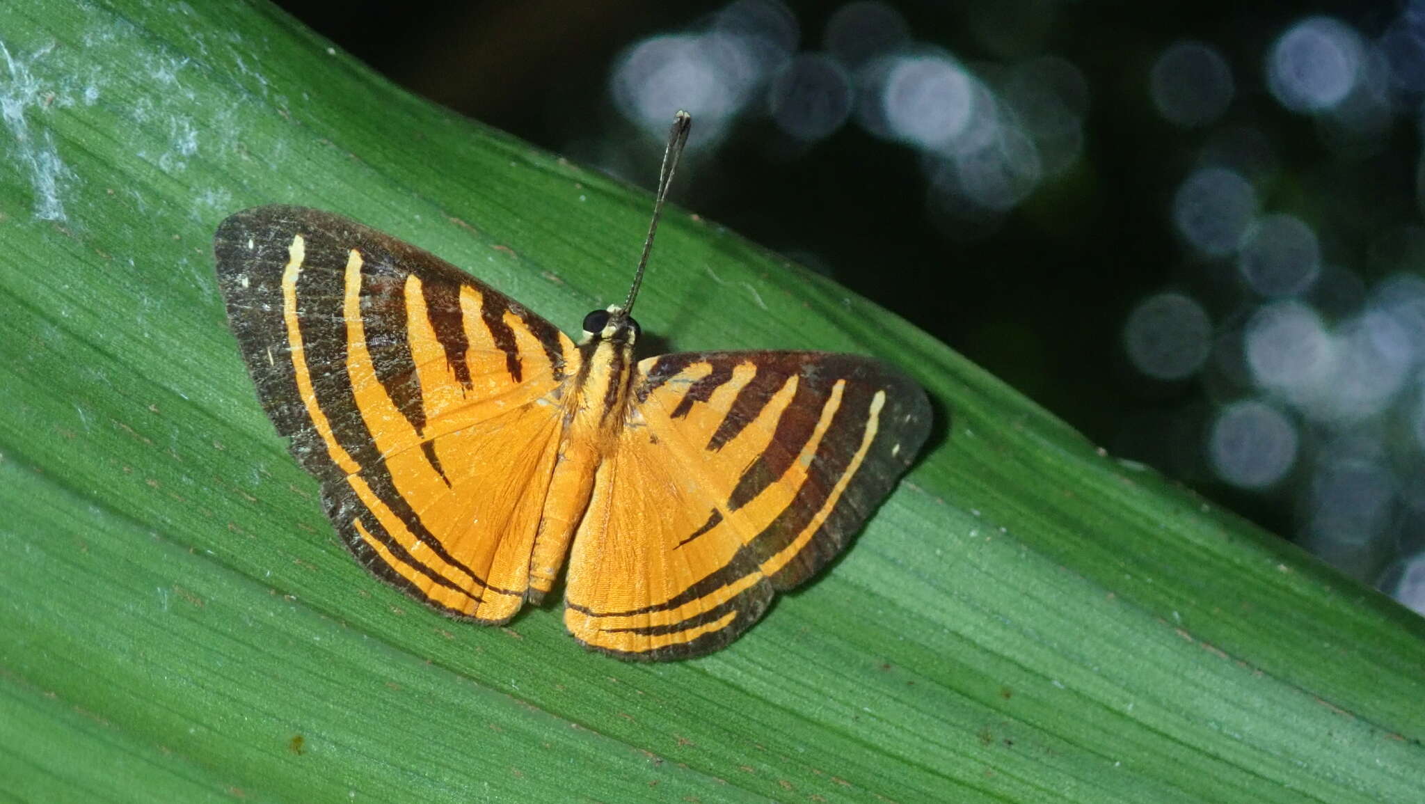 Image of Hyphilaria parthenis Westwood (1851)