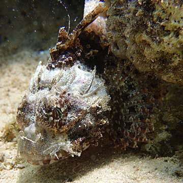 Image of Marbled coral-cod