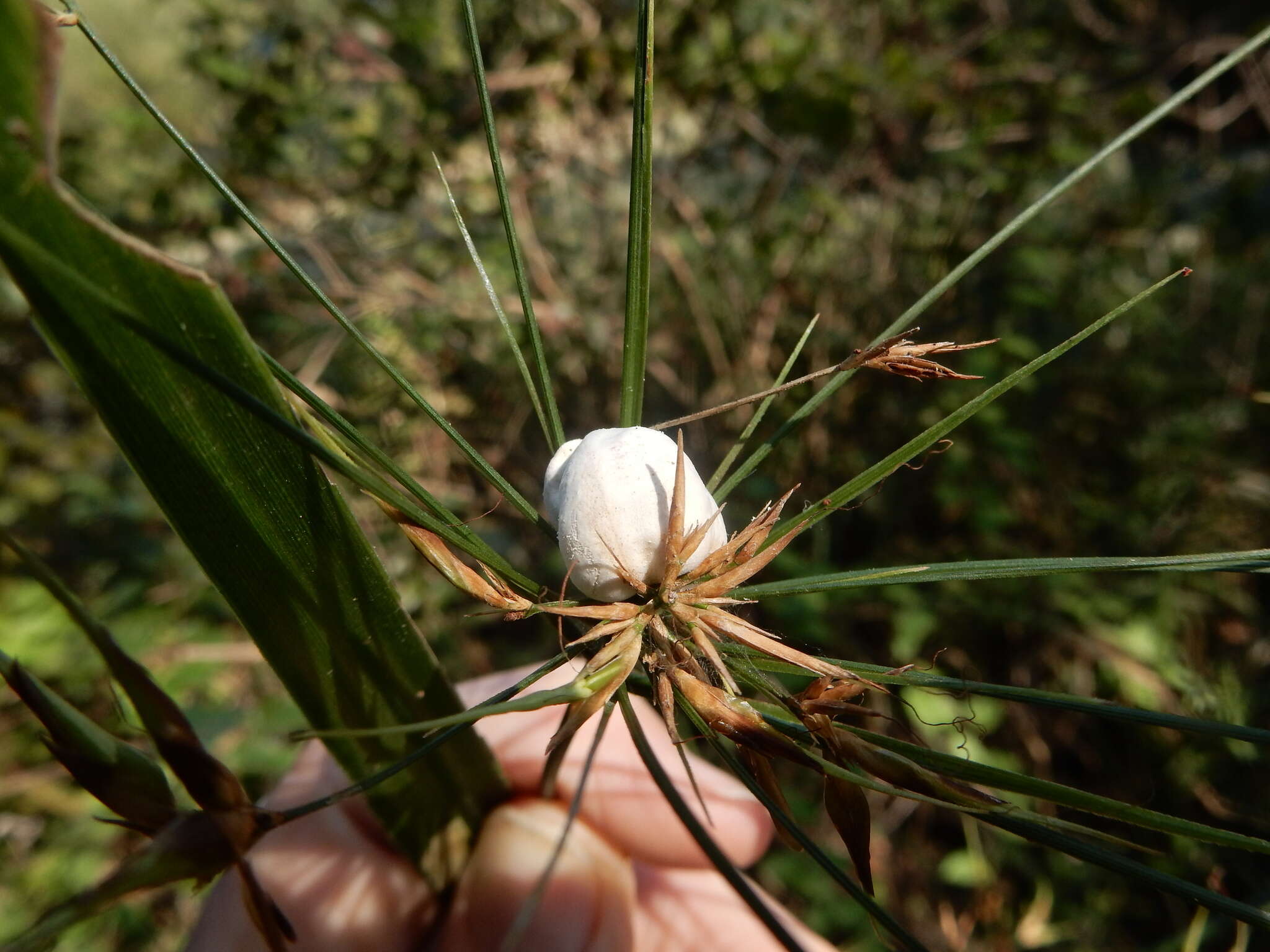 Image of Testicularia