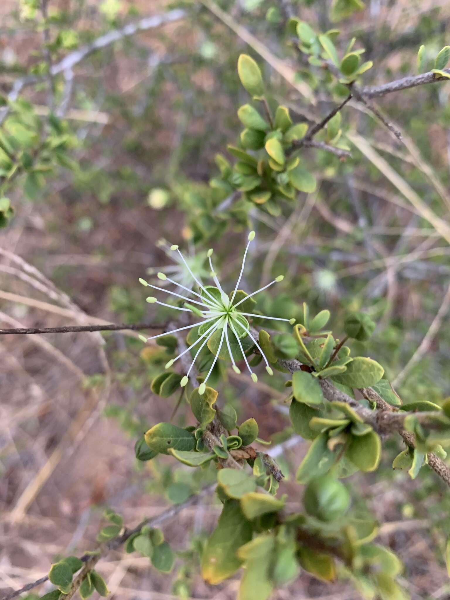 Image of Dwarf bush-cherry