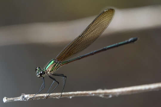 Image of Hetaerina occisa Hagen ex Selys 1853