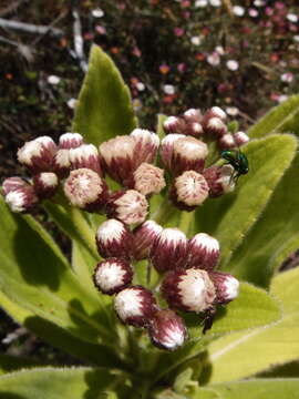 Image of Psiadia anchusifolia (Poir.) Cordem.