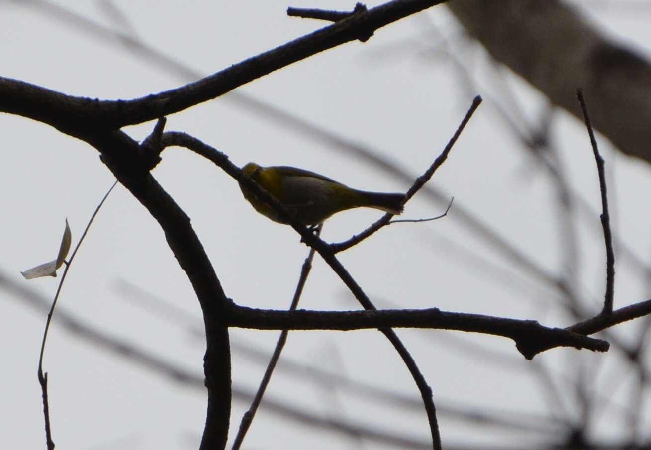 Image of Lowland White-eye