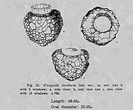 Image of <i>Wangiella dicollaria</i> Nie 1934